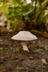 mushroom in the forest