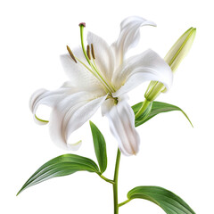 Fototapeta premium Photo of Lily ,isolated on transparent background