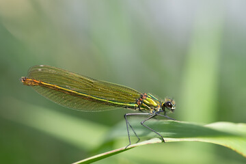 Close-up of a banded damselfly (Calopteryx splendens) sitting on a blade of grass. The background is blurred and green. The eyes are clearly visible.