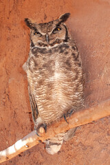 Great Horned Owl photographed in Peru