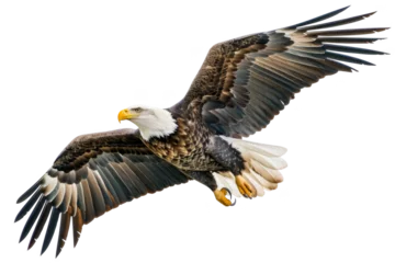 Selbstklebende Fototapeten A large eagle is flying in the sky © SJ Studio