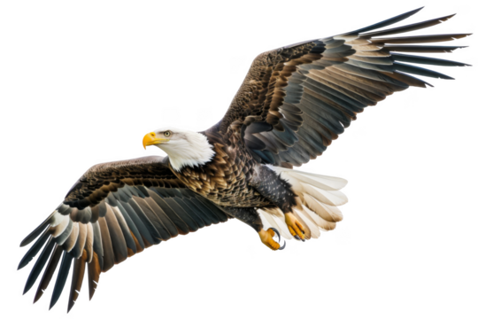 A large eagle is flying in the sky