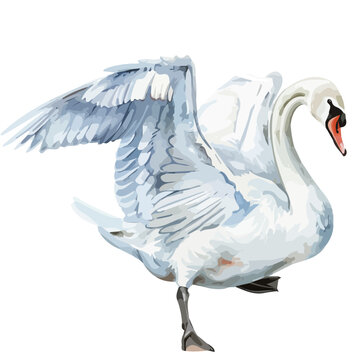 recommend clip art: Watercolor of a swan, isolated on a white background, swan vector, clipart Illustration, Graphic logo, drawing design art, clipart image
