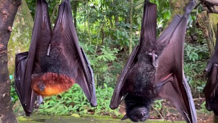 Giant fruit bats or large flying foxes - Pteropus vampyrus, Pteropus giganteus. A tourist area in Bali, Indonesia. Flying foxes in daytime. These fruit fly bats are hanging upside down in the jungle