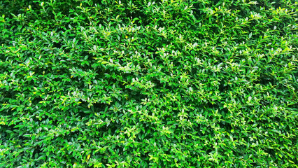 green grass background