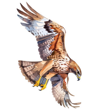 recommend clip art: Watercolor painting of a Eagle, isolated on a white background, Eagle vector, drawing clipart, Illustration Vector, Graphic Painting, design art, logo