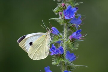 butterfly on a flower