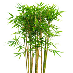 Obraz premium Bamboo and leaves isolated on a white background with various herbs and plants
