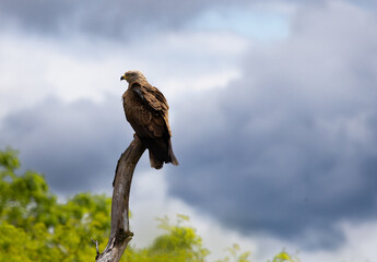 Eagle sitting on the tree, clouds gathering in the background, relaxing, looking for prey,  