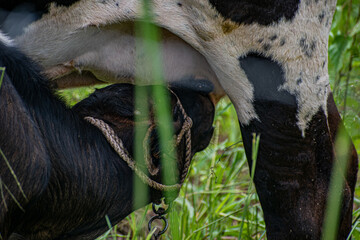 A baby calf being nursed by its mother, a heartwarming scene of maternal care in the animal kingdom.