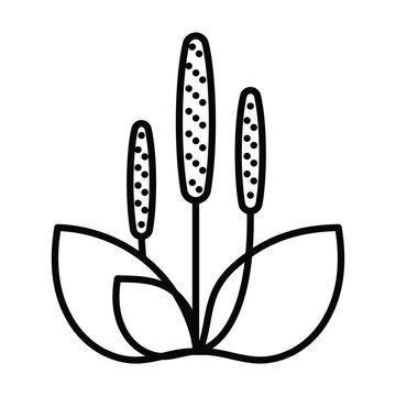recommend clip art: Plantago icon. Healing herb sign. Psyllium husk. Medicinal plant in minimalist style. Editable strokes, thin line, for label, herbal shop, medicine.