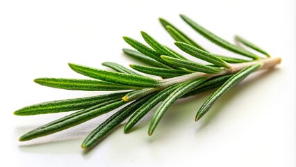 Rosemary leaf herbal spice isolated on background, Rosemary, leaf, herbal, spice, isolated, background, seasoning, culinary, ingredient, cooking, aromatic, plant, fresh, green, natural