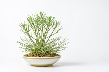 Green Plant in White Pot on White Background