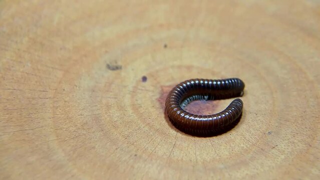 4k Video of millipedes or Diplopoda walking on a wooden plank