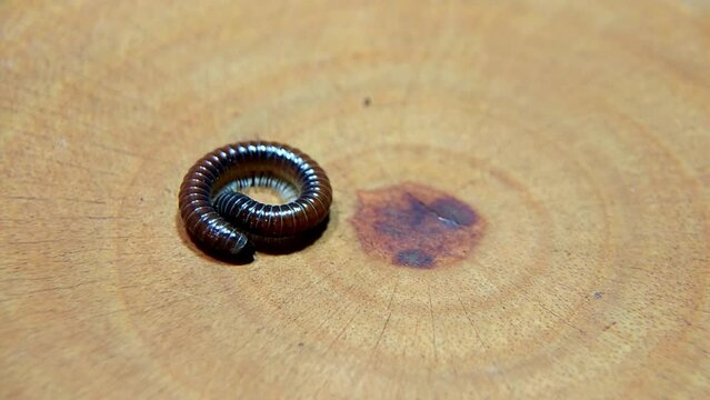 Millipedes or Diplopoda move in circles on dry wood