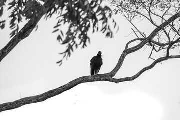 bird on a branch black vulture 