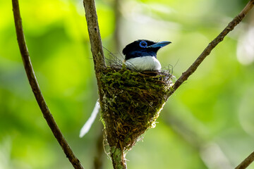 Paradise-Flycatcher It is a beautiful bird in nature in Thailand.