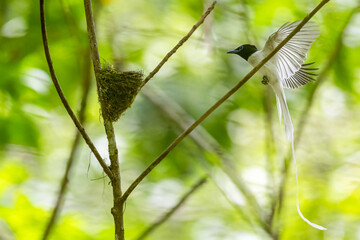 Paradise-Flycatcher It is a beautiful bird in nature in Thailand.