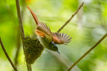 Paradise-Flycatcher It is a beautiful bird in nature in Thailand.
