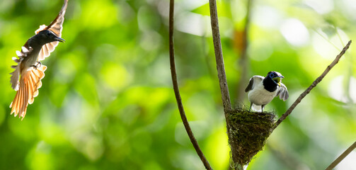Paradise-Flycatcher It is a beautiful bird in nature in Thailand.