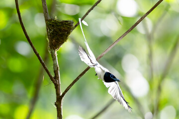 Paradise-Flycatcher It is a beautiful bird in nature in Thailand.