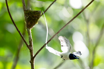 Paradise-Flycatcher It is a beautiful bird in nature in Thailand.