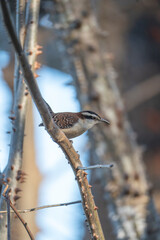 Rufous-naped Wren bird in tree Costa Rica