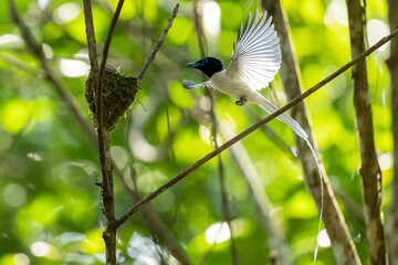 Paradise-Flycatcher It is a beautiful bird in nature in Thailand.