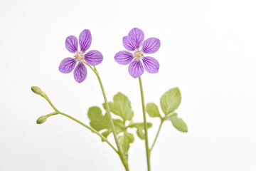 Two Purple Flowers with Green Stems on White Background