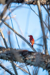 Summer Tanager bird in Costa Rica