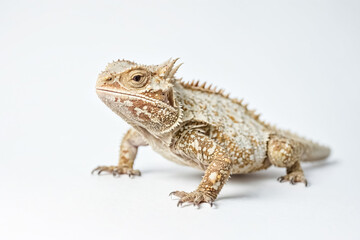 Fototapeta premium Close-up of a horned lizard on a white background