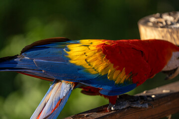 Obraz premium Scarlet macaw bird parrot Costa Rica paradise animal captured 