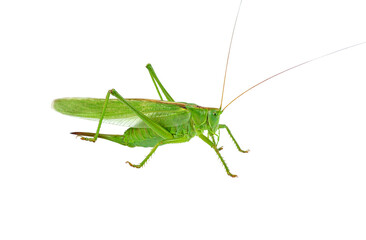 Big green grasshopper isolated on white background