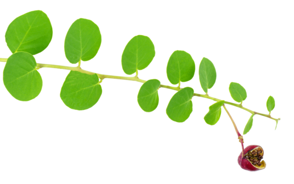 Leaves of capers plant with owerripe fruit isolated on white background.