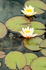 White water lilies and water lily leaves in lily pond © Sandra Alkado