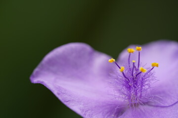 オオムラサキツユクサ