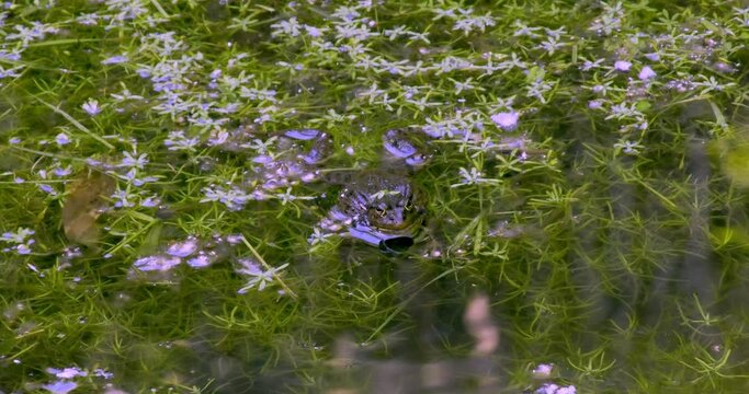 View of an edible frog (Pelophylax esculentus) calling in a pond amidst water starwort