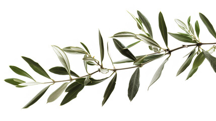branch of a olive tree with leaves isolated on white background
