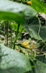 Organic fresh young cucumbers on a bush. Concept of gardening, gardening and healthy eating. Vertical