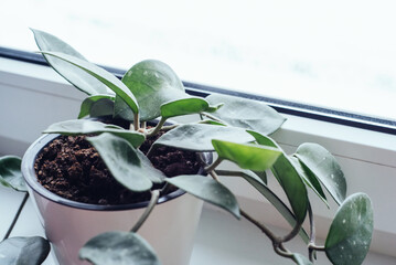 Young indoor wax plant Hoya Carnosa in a white pot on a windowsill near a window. Top view, copy...