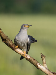 Beautiful nature scene with bird Common cuckoo (Cuculus canorus). Wildlife shot of Common cuckoo (Cuculus canorus) on the branch. Common cuckoo (Cuculus canorus) in the natural habitat.