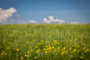 A field with buttercups growing on a sunny spring day, with focus on distance © lemanieh
