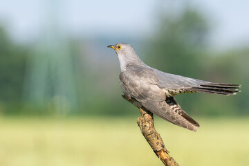 Beautiful nature scene with bird Common cuckoo (Cuculus canorus). Wildlife shot of Common cuckoo (Cuculus canorus) on the branch. Common cuckoo (Cuculus canorus) in the natural habitat.