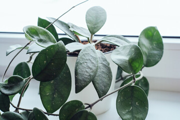 Young indoor wax plant Hoya Carnosa in a white pot on a windowsill near a window.