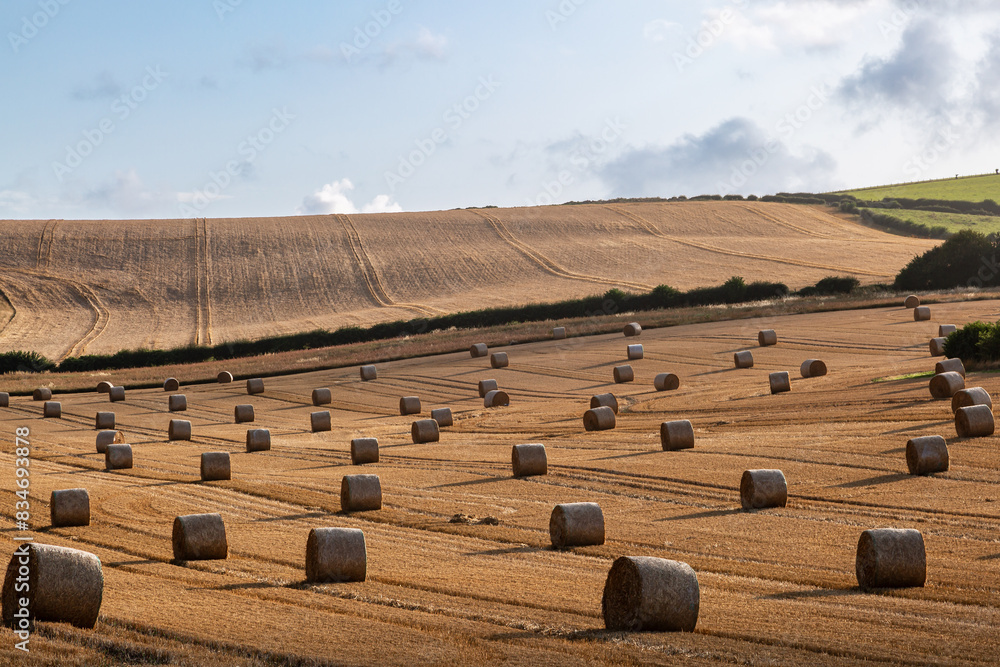 Wall mural a field of straw bales after harvesting, in the south downs in sussex - Wall murals
