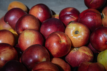 An abundance of red apples after harvesting