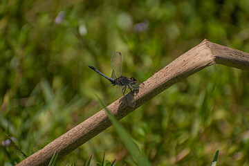 dragonfly on a branch