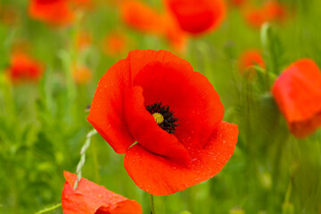 Obraz premium red poppies in the field, summer time, Papaver rhoeas
