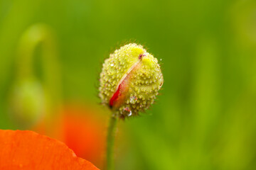 red poppies in the field, summer time, Papaver rhoeas