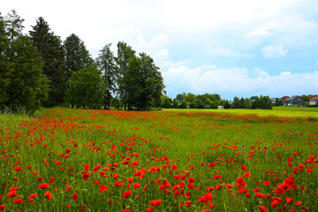 red poppies in the field, summer time, Papaver rhoeas